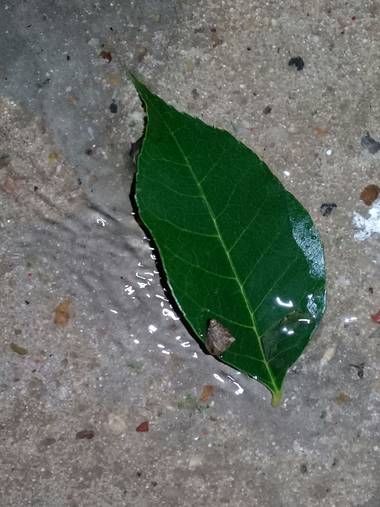Supra3179 en Hamelin: Flora  (Chajarí), Una hoja arrastrada por el agua de la lluvia, y ella un caracol bebe 😍