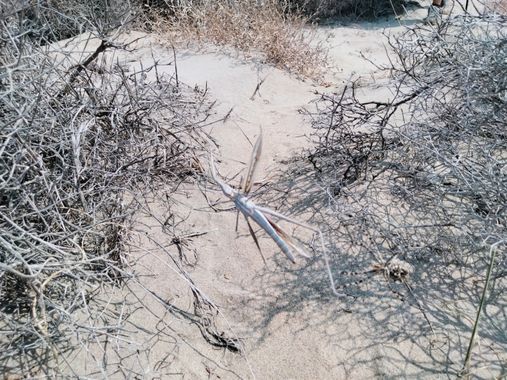 Solerantonio2 en Hamelin: Fauna  (Níjar), Insecto