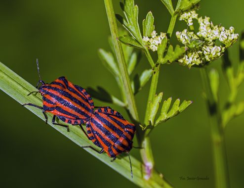 Fco. Javier González en Hamelin: Fauna  (Rúa Anduriña), Graphosoma lineatum (Linnaeus, 1758)