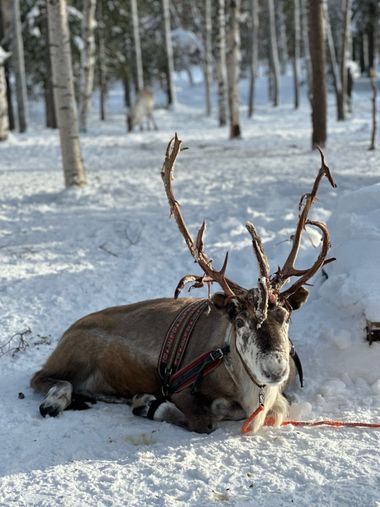 su en Hamelin: Fauna  (Kittilä), #fauna #reno 
El reno es una especie de mamífero artiodáctilo de la familia Cervidae cuyo hábitat originario son la tundra...