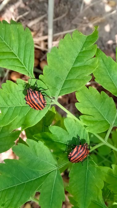 Solerantonio2 en Hamelin: Fauna  (Paseo Marítimo de Ribera), Graphosoma lineatum (Linnaeus, 1758), Chinche rayada