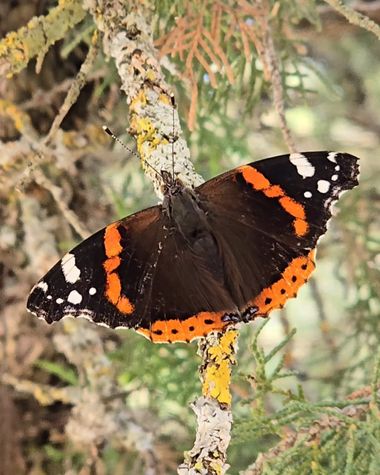 aidalzira en Hamelin: Fauna  (Villar del Cobo), Vanessa atalanta (Linnaeus, 1758), Durante la Rita del barranco hondo en tramacastilla, fue un día repleto...
