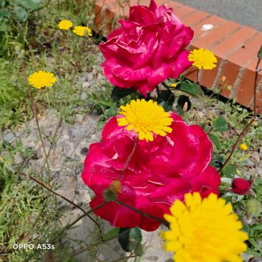 Solerantonio2 en Hamelin: Flora  (Almería), Rosas de jardin