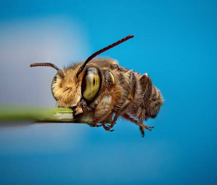 Ahuatzinjulio en Hamelin: Fauna  (Kantunil), Megachilidae, Abeja cortadora de hojas, descansando temprano por la mañana.