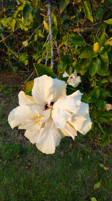 Solerantonio2 en Hamelin: Flora  (Almería), Hibiscus rosa-sinensis, Planta