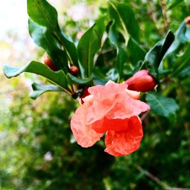 Navarroarevalomariateresa en Hamelin: Flora  (Viesca), Punica granatum, Hermosa y colorida flor de granado?