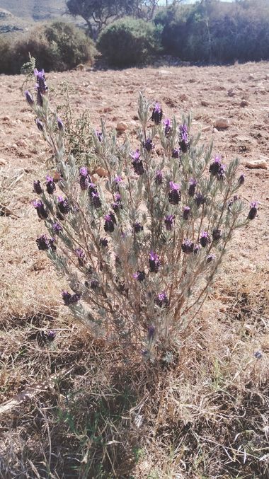 Solerantonio2 en Hamelin: Flora  (Níjar), Lavandula stoechas, Planta