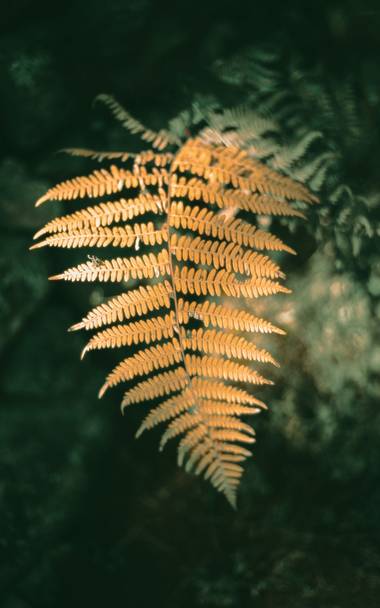 FCorbacho en Hamelin: Flora  (Cabezuela del Valle), taxón Filicopsida, Pterophyta, Filicinae o Polypodiophyta. 
