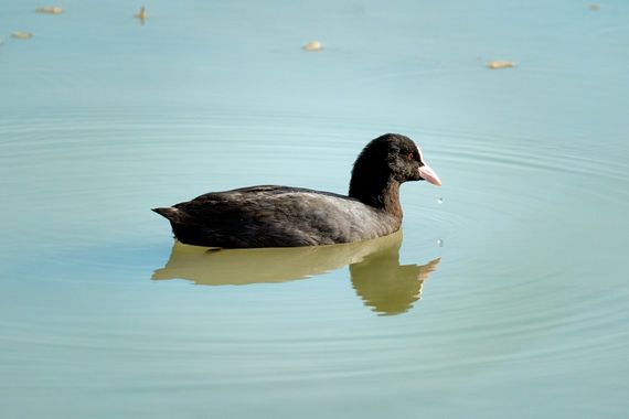 joaquin.garcia.ponce en Hamelin: Fauna  (Elche), Fulica atra Linnaeus, 1758, #aves #fochacomun #birding #birdlovers 