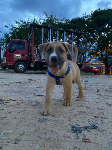 marigoz480 en Hamelin: Fauna  (Tame), #mimascota 