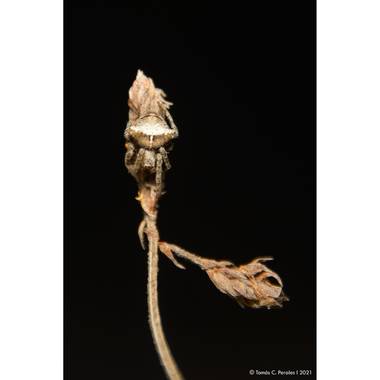 Tomás C. Perales en Hamelin: Fauna  (Bialet Masse)