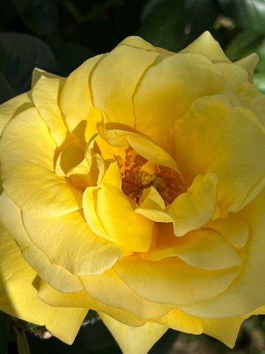 Eudimer20 en Hamelin: Flora, Rosa foetida, #flower