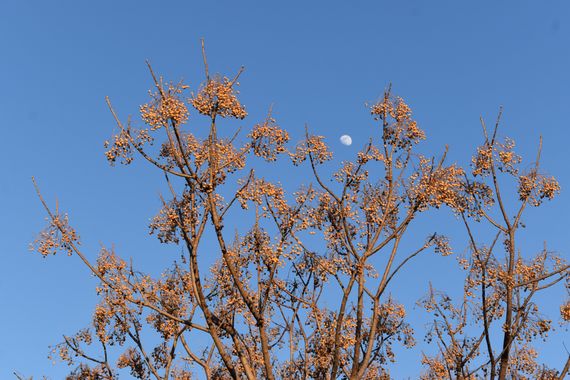 Solerantonio2 en Hamelin: Flora  (Totana), Melia azedarach, Planta