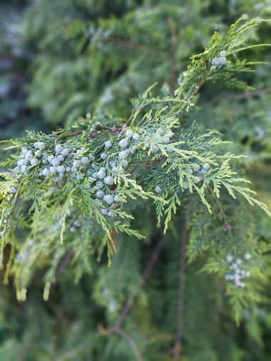 Mpinfante en Hamelin: Flora, # También llamado 