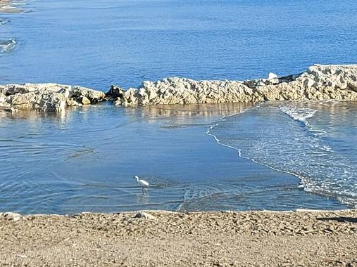 Apasnau75 en Hamelin: Fauna  (Málaga), Egretta garzetta (Linnaeus, 1766), La garza real es uno de las aves que se pueden observar en la Desembocadura del G...