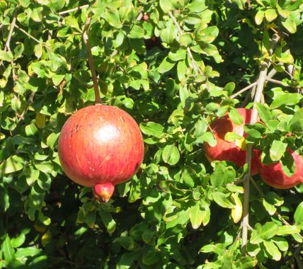 Solerantonio2 en Hamelin: Flora  (Alboloduy), Punica granatum, Granado