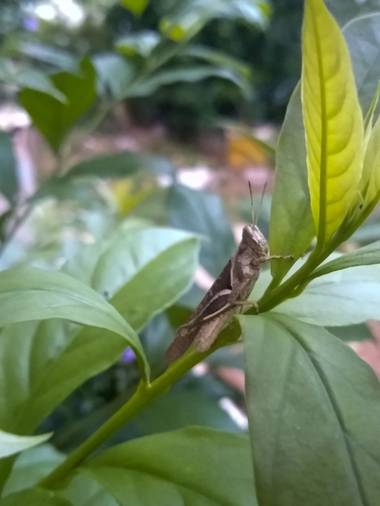 Mara Saldaña💕 en Hamelin: Fauna  (Mariquita), #saltamontes #grillo