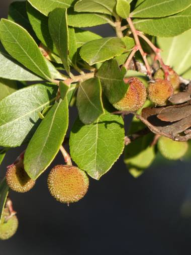 mariale en Hamelin: Flora, Arbutus unedo, 📸 #marialemdza
Provincia de Zamora, primavera 2021.
#Naturaleza #paisaje #paisajes #landscape #BellezaNatural  ...