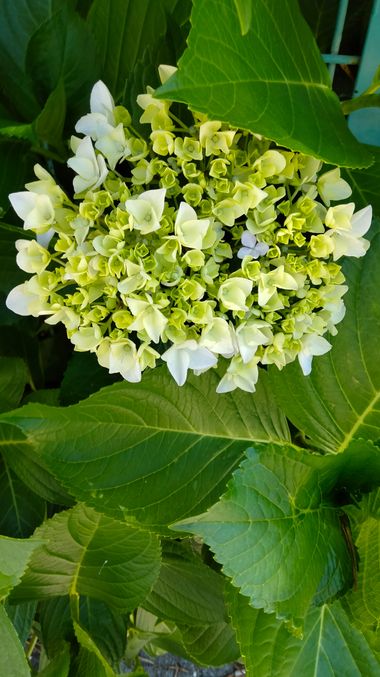 Solerantonio2 en Hamelin: Flora  (Travesía Viña Tinta), Flor hortensia