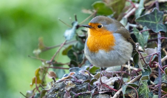 Jfornellcosta en Hamelin: Fauna  (Caselles), Erithacus rubecula (Linnaeus, 1758), #aus #parcnaturalzonavolcanicadelagarrotxa #olot #garrotxa 