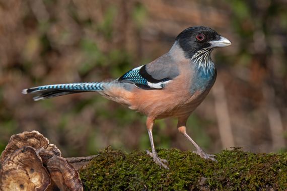 Ignicapillus en Hamelin: Fauna, Garrulus lanceolatus Vigors, 1831, Arrendajo cabecinegro

	Vive en zonas forestales bajas de la mitad occidental de los Hi...