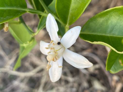 Zetadeuve en Hamelin: Flora  (Fasnia), Citrus limon, #flora21 
#tenerifelicidad 