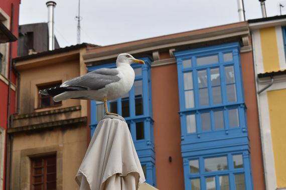 Solerantonio2 en Hamelin: Fauna  (Cudillero / Cuideiru), Larus michahellis michahellis, Gaviota patiamarilla