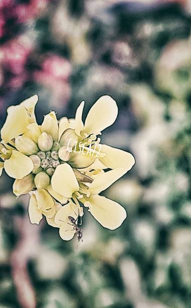 gisca72 en Hamelin: Flora, #miniflor #hormiga 
