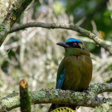 danielhincapie230979 en Hamelin: Fauna  (Copacabana), Momotus aequatorialis Gould, 1858, #naturaleza #wildlife #nature #faunadecolombia #fauna #colombia #b...