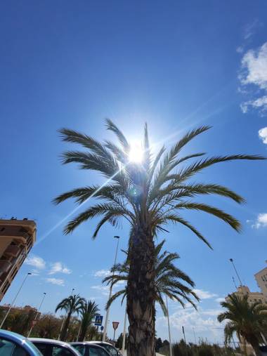 Eliza.loaizac en Hamelin: Paisaje  (Elche), #elche #palmera #soldeprimavera