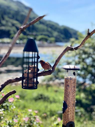 Miriamalafoto en Hamelin: Fauna  (Highland Council), Pajarito ♥️