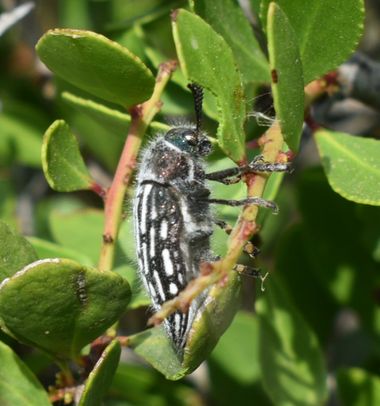 Solerantonio2 en Hamelin: Fauna  (Cabo de Gata), Insecto