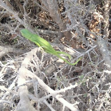 Solerantonio2 en Hamelin: Fauna  (Níjar), Reptil