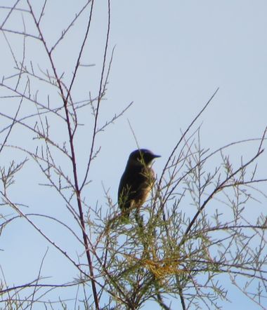Solerantonio2 en Hamelin: Fauna  (Santa Cruz de Marchena), Saxicola rubicola (Linnaeus, 1766), Ave