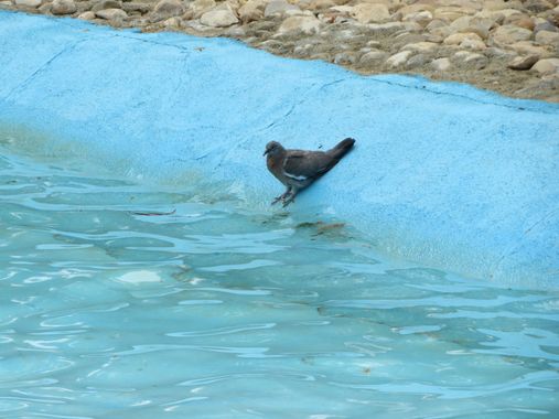 Solerantonio2 en Hamelin: Fauna  (Jaén), Columba palumbus Linnaeus, 1758, Paloma turca