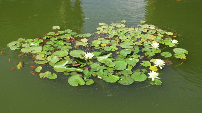Solerantonio2 en Hamelin: Flora  (Almería), Nymphaea alba, Planta