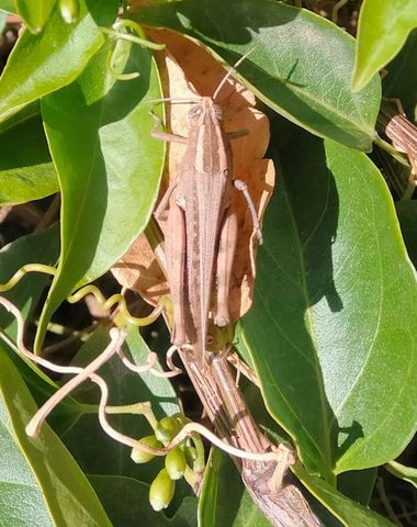 Solerantonio2 en Hamelin: Fauna  (Alboloduy), Insecto