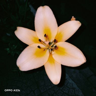 Solerantonio2 en Hamelin: Flora  (Cantanhede), Lilium bulbiferum, Planta