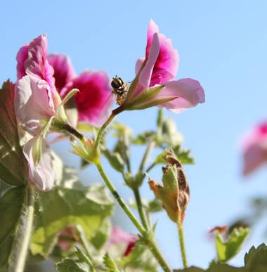 dalopri_ en Hamelin: Flora  (Segovia), #flora21 
