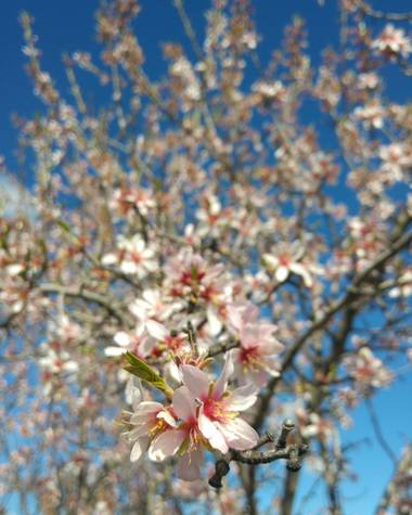 Ivantxu en Hamelin: Flora  (Majadahonda), Prunus dulcis, #primavera#almendros#fotografia#paisaje#flores#naturaleza