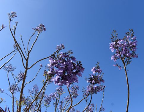 Solerantonio2 en Hamelin: Flora  (Fuengirola), Jacaranda mimosifolia, Planta