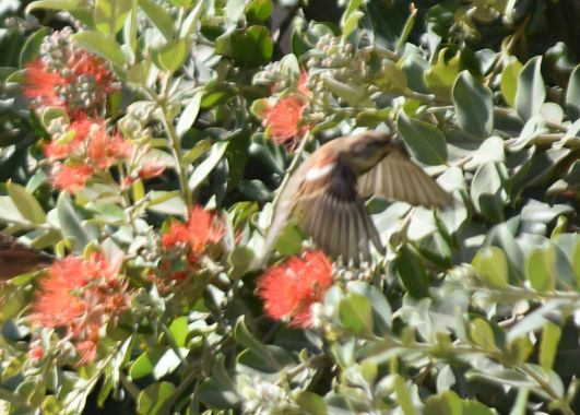 Solerantonio2 en Hamelin: Fauna  (Almería), Passer domesticus (Linnaeus, 1758), Gorrion