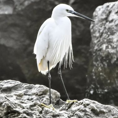 Claudiottomani en Hamelin: Fauna  (Sitges), Egretta garzetta (Linnaeus, 1766)