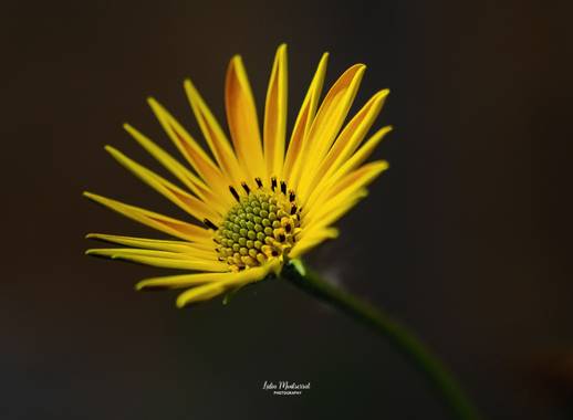 Lidia en Hamelin: Flora  (Zaragoza), Silphium terebinthinaceum, #flora21 