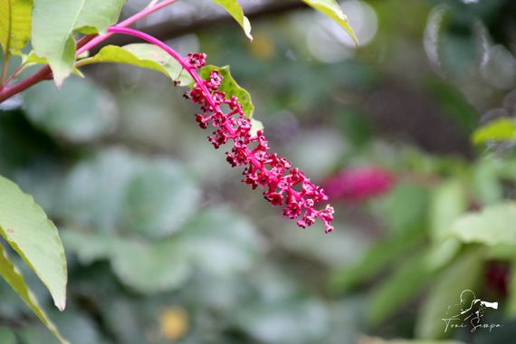 Toni Sempa en Hamelin: Flora  (Santa Ana la Real), Phytolacca americana, Ruta de los Libros y Riscos de Levante.
#rurales #rural #andalucia #huelva  #arbol...
