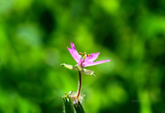 Lightscomeon en Hamelin: Flora  (Málaga), Erodium moschatum, #flor #naturaleza #fotoflora #foto #febrero_21 