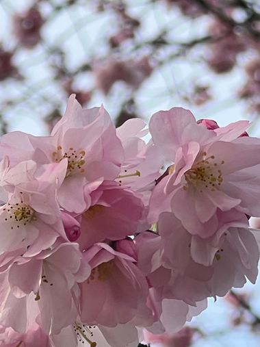 Eudimer20 en Hamelin: Flora, #flora 