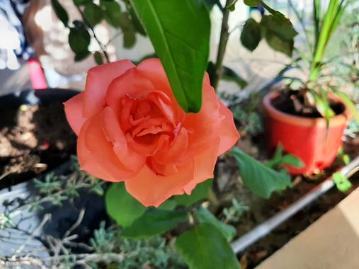 Abigail en Hamelin: Flora 