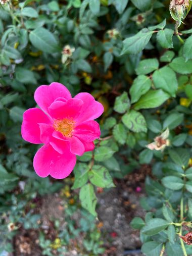 Eudimer20 en Hamelin: Flora, #