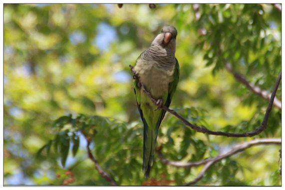 barbanegra707 en Hamelin: Fauna  (Barcelona), Myiopsitta monachus (Boddaert, 1783), #cotorraargentina 
